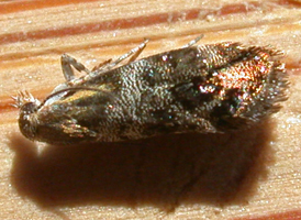 Everlasting Tebenna